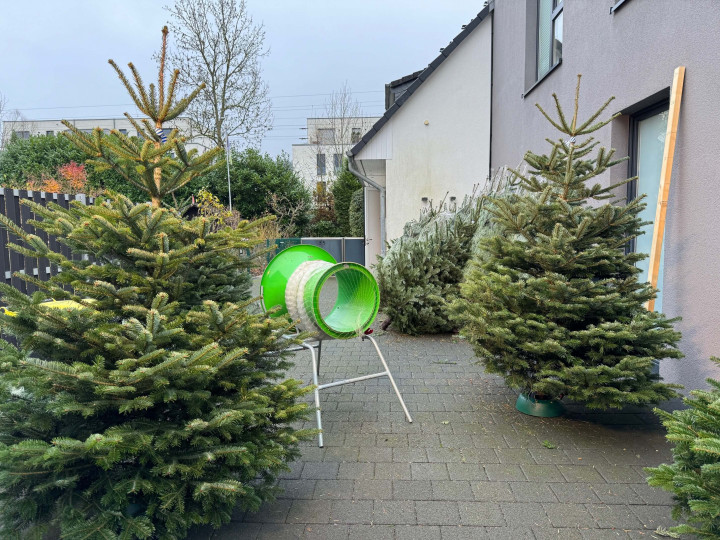 Weihnachtsbaumverkauf