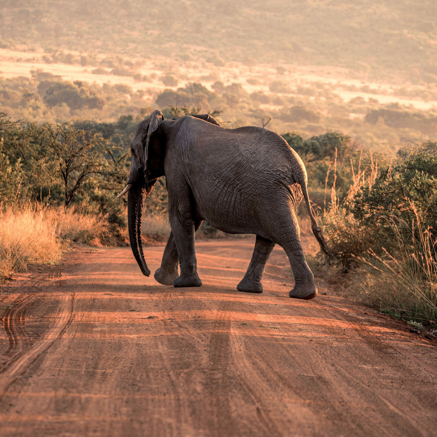 Südafrika Garden Route: Wildlife, Waves & Roadtrip